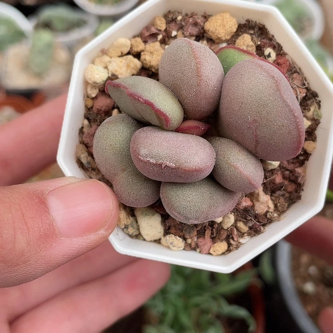 874小红蛋（满18元包邮）