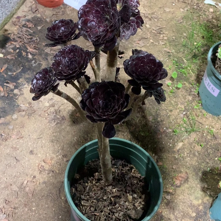 蝶***3896墨法师多肉植物特价