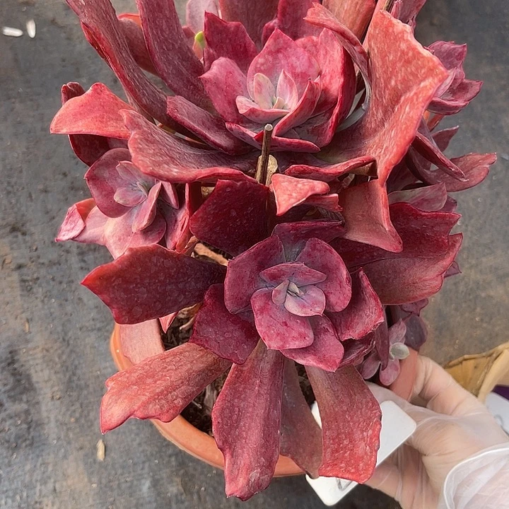 两单包邮，今天全场福利，，97砖石锦