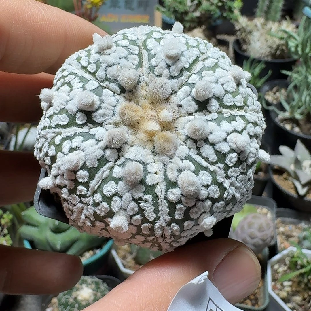 577超兜带盆发货实生