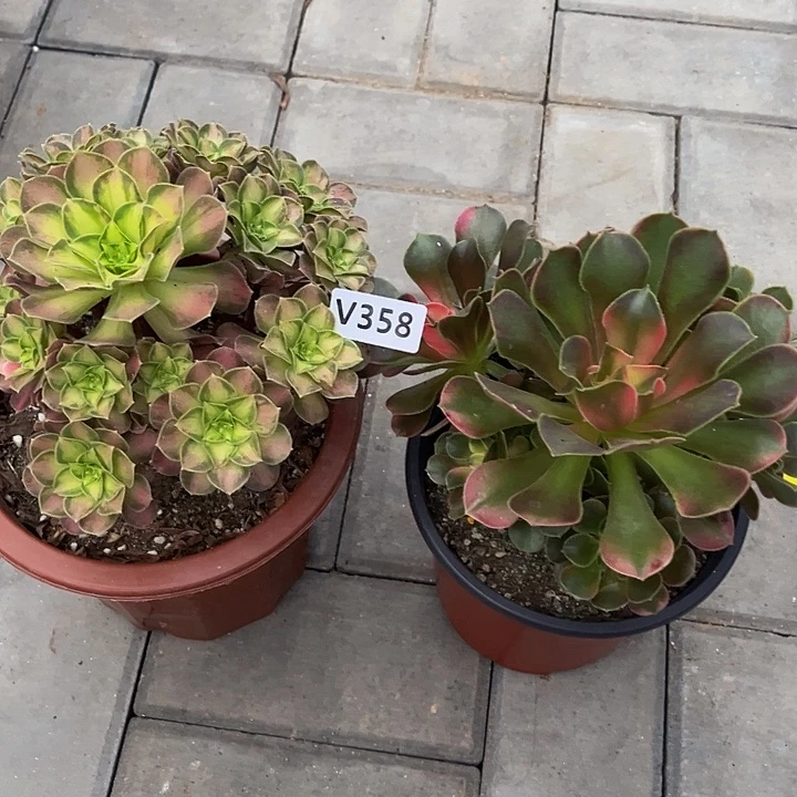 358香妃韶华3333冠服15.6左右