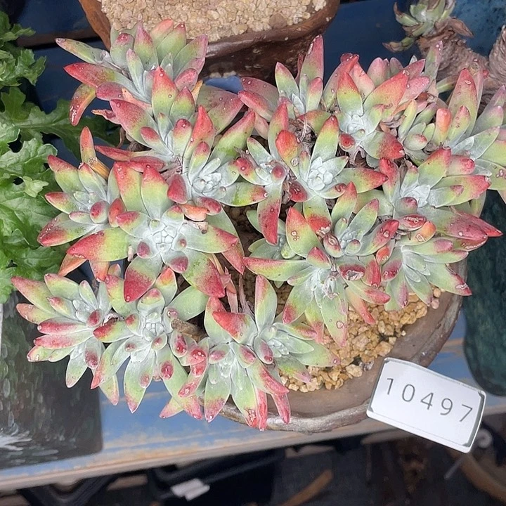 本*?法瑞杂交白姆10497