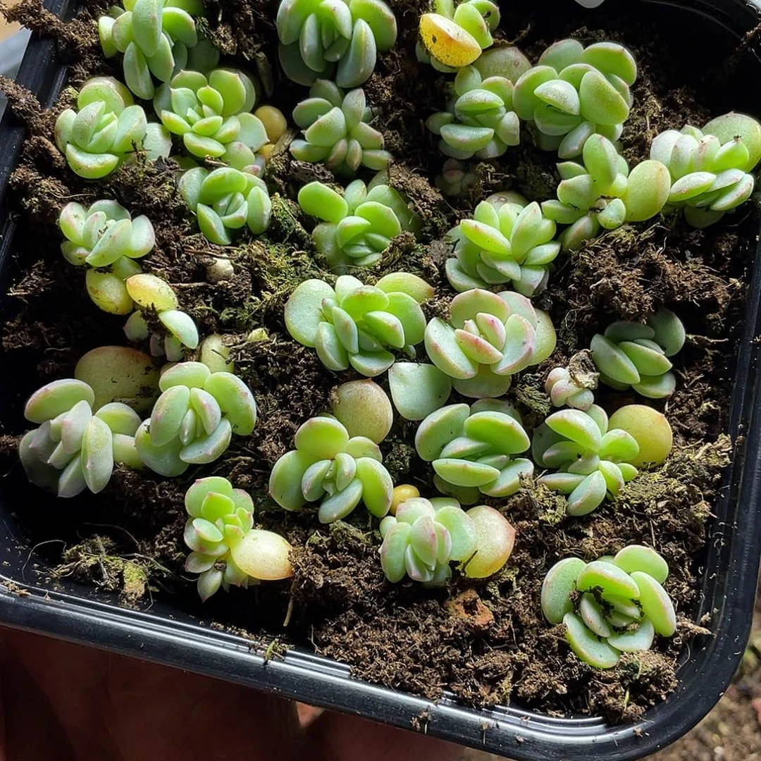 0****?琴心一物一拍156