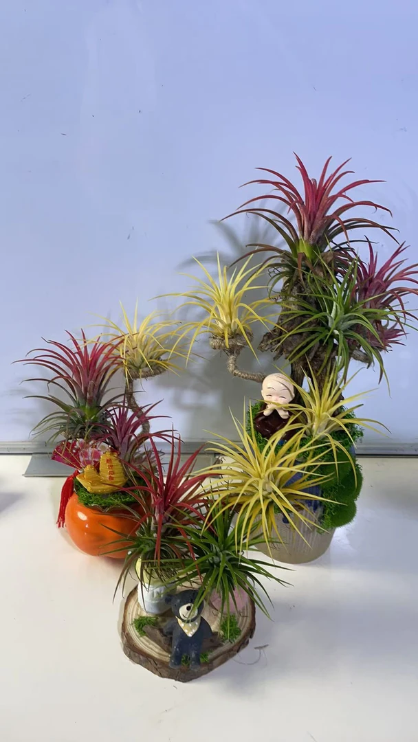 空气凤梨无土植物净化精灵室内桌面甲醛懒人摆件绿植盆栽花草