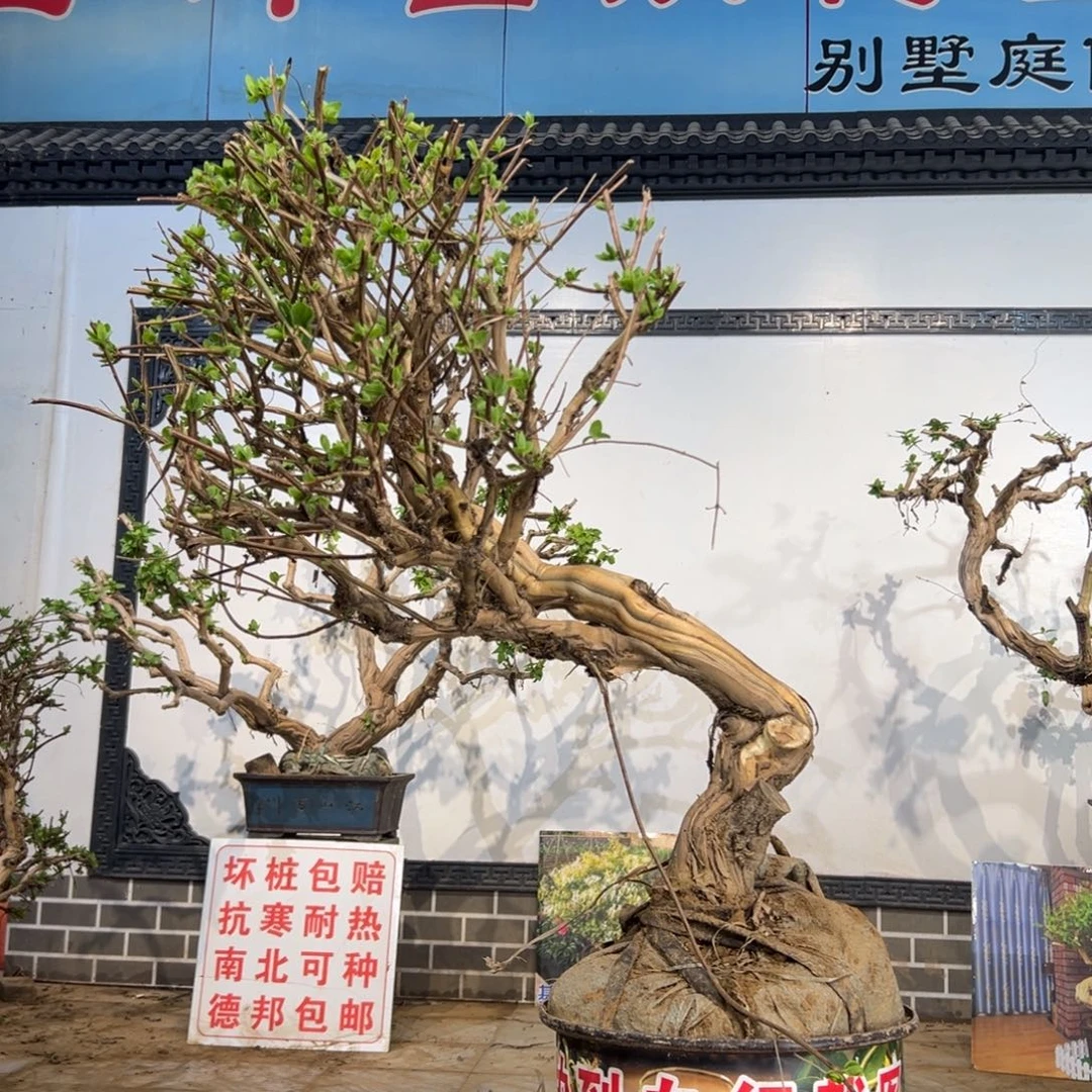 完全开放金银花89898808