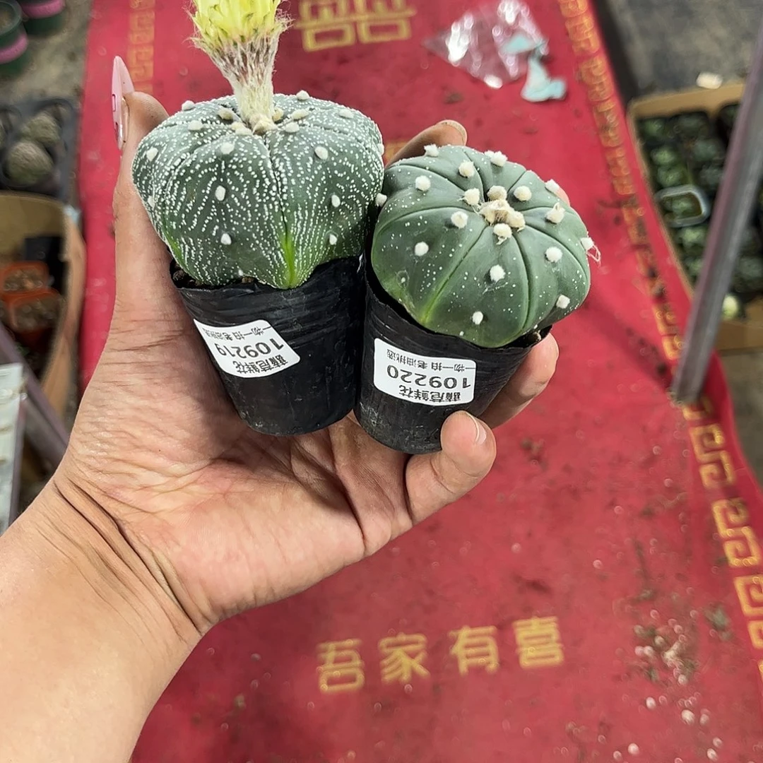 （***！109219-109220一物一拍只包开箱不包售后