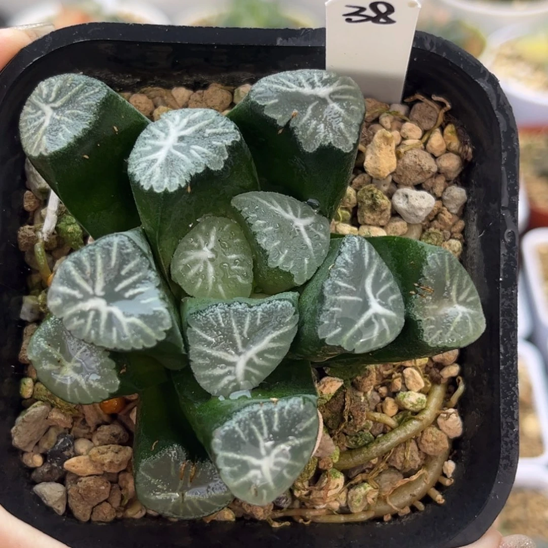 38白鸟万象十二卷多肉