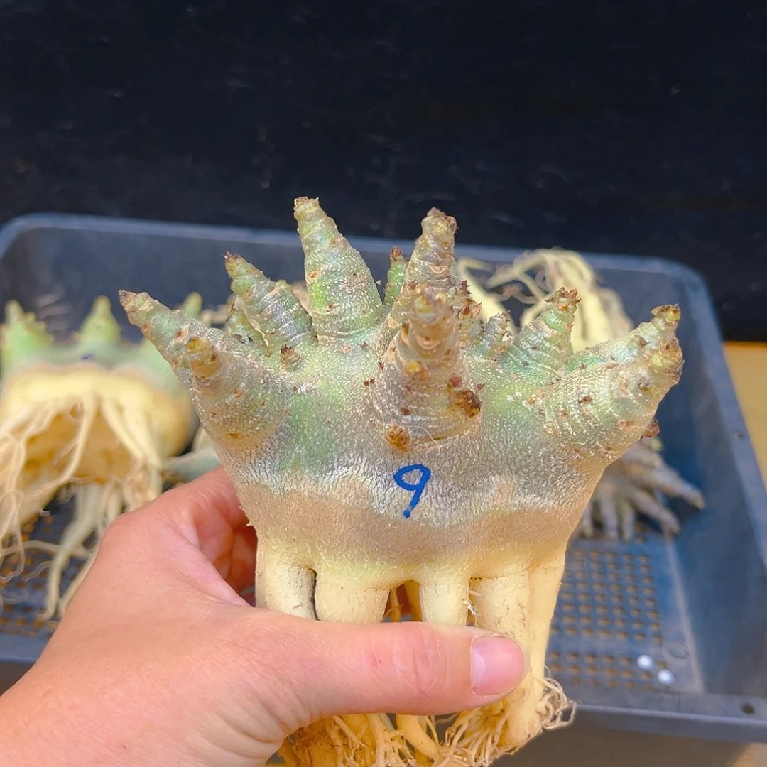 优选金刚沙枚，潮流植物