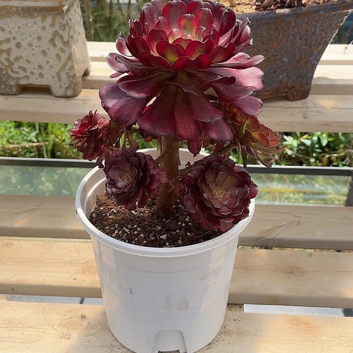 那****法师多肉植物美姬