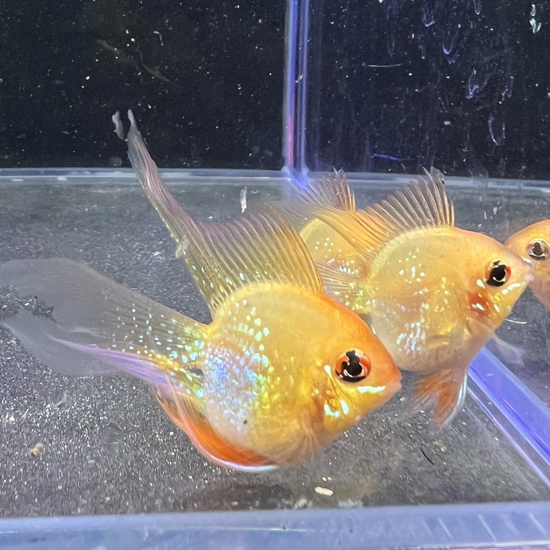 金波子青年种鱼小型热带观赏鱼一对