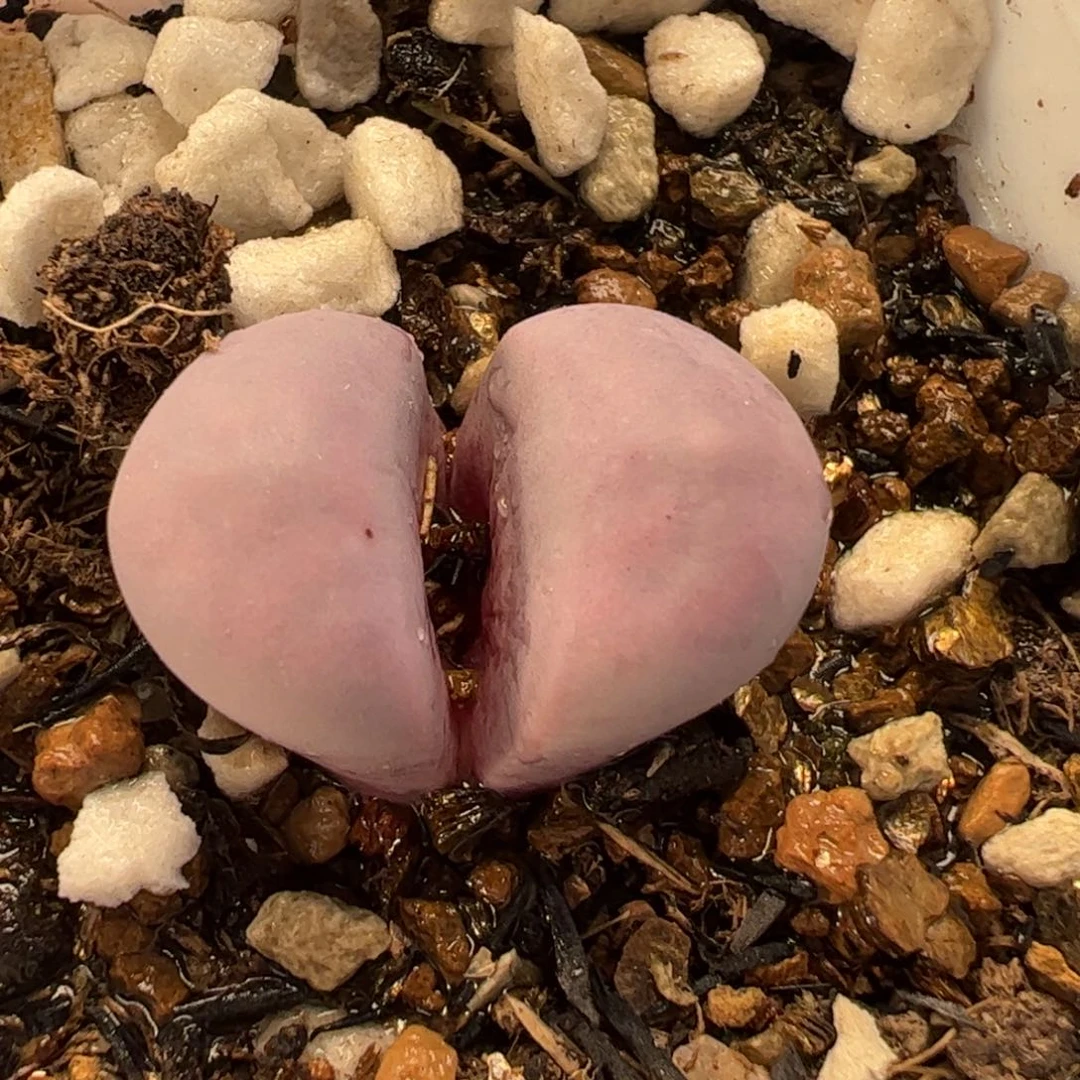 0152多肉植物百科