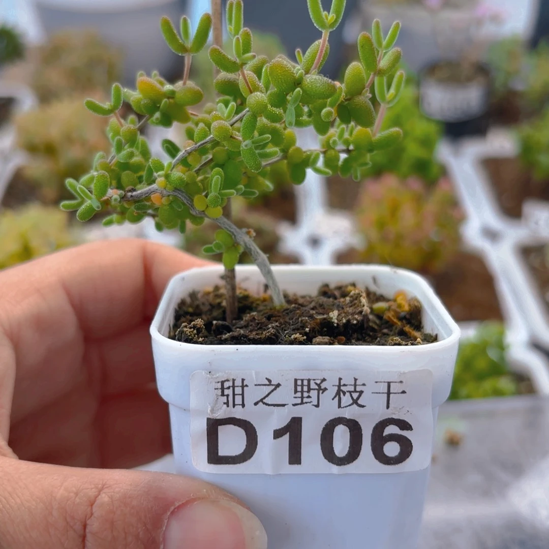 蘭**下米粒106。