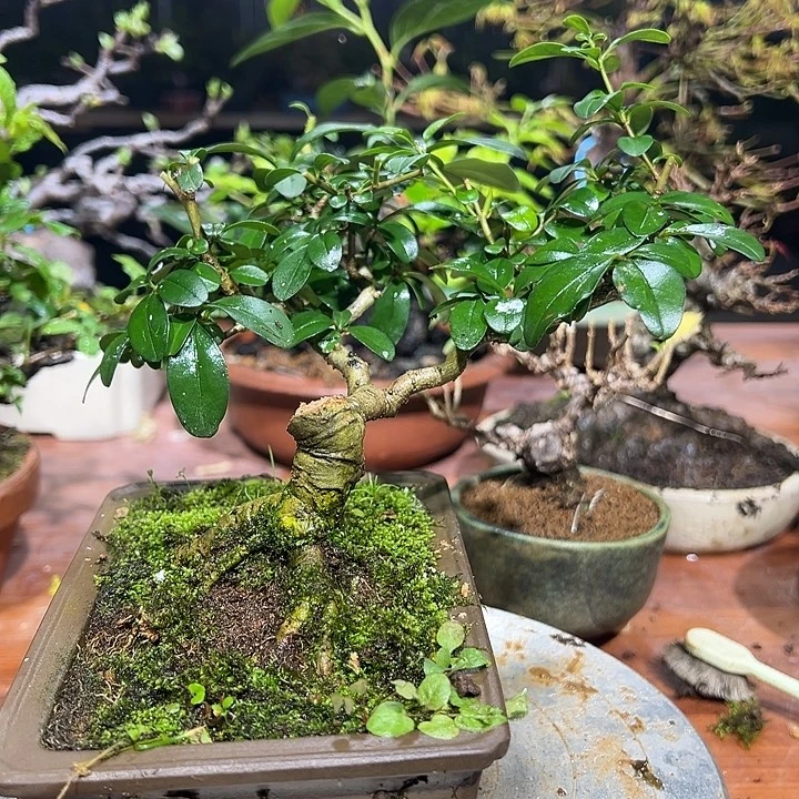 鸡***!无花朵日本水蜡盆景