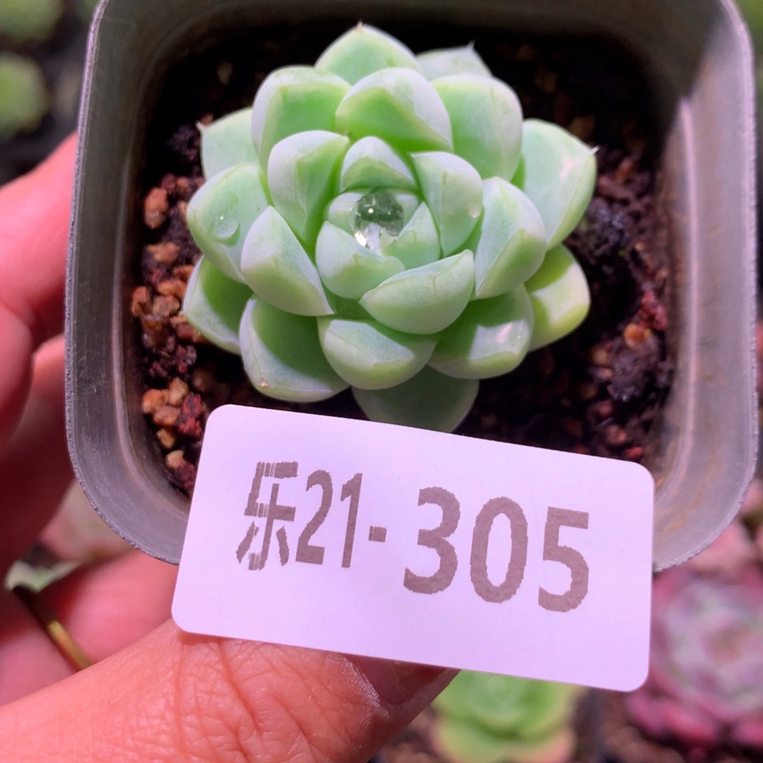 乐然21-305 厚叶月影