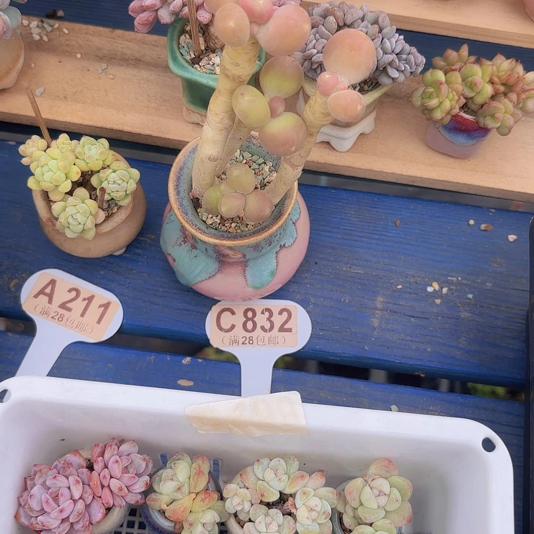 C832芒果奶一物一拍