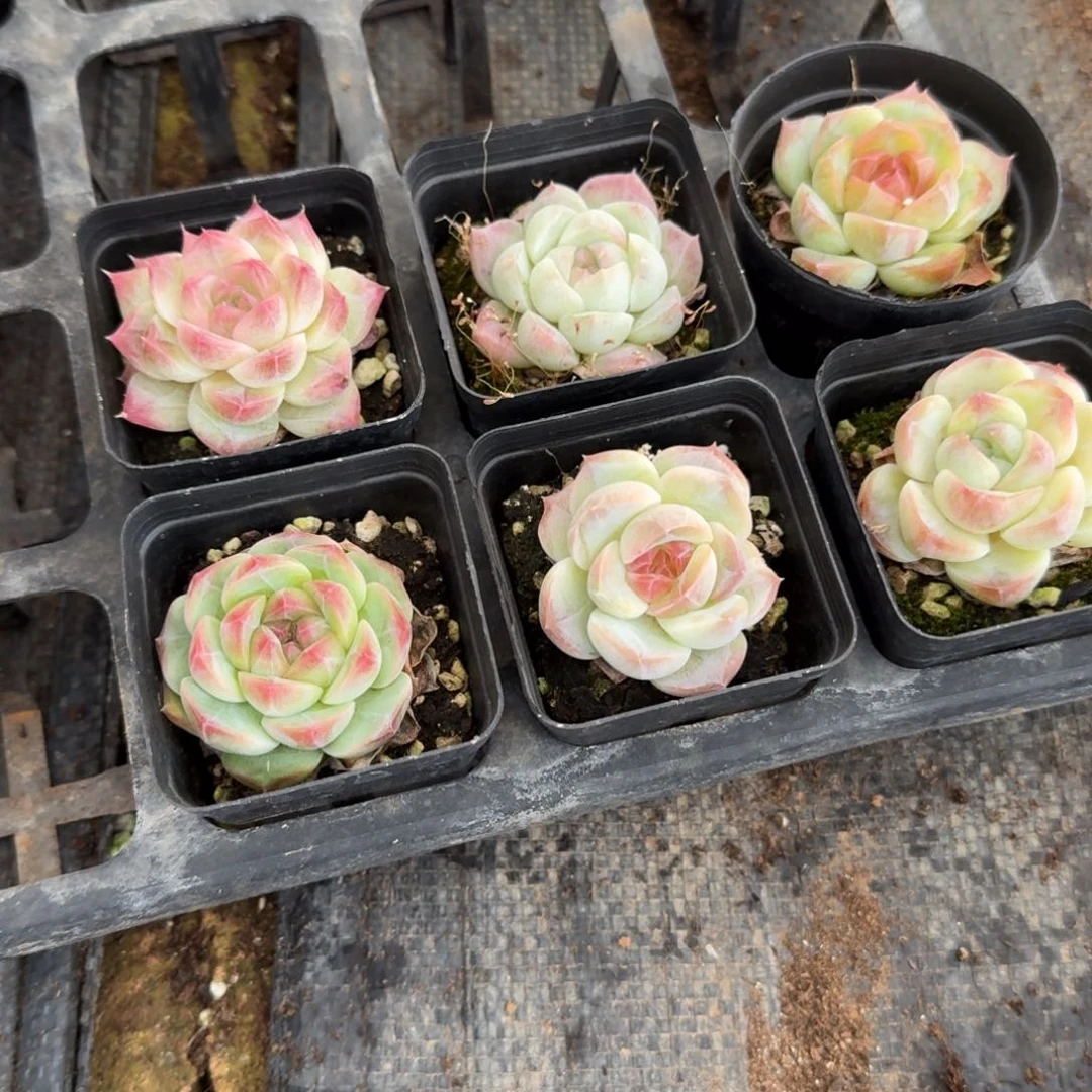 全糖心六颗量拍28-37