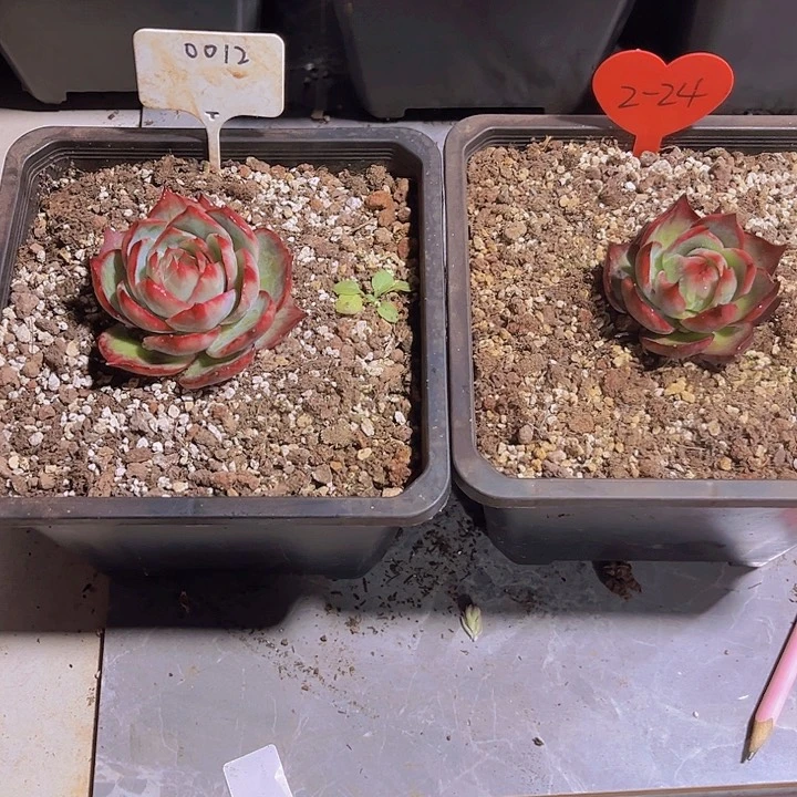 阿****?惊鸿仙子多肉植物12.2-24