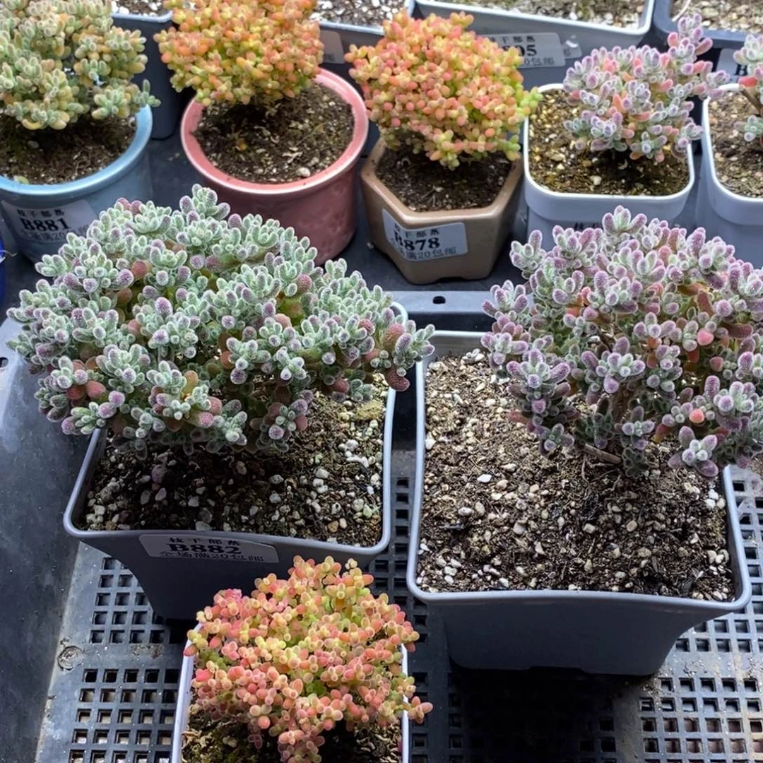 へ****888实生冰晶 。