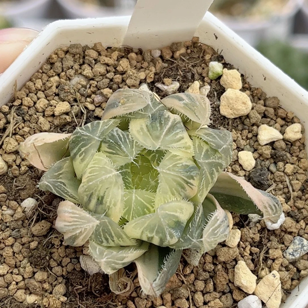 115糊斑赤线玉露锦福利专场