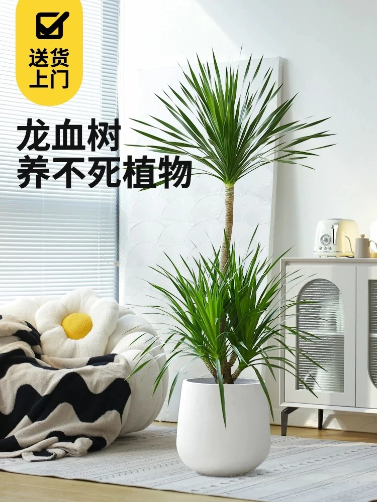 三芽老桩造型太空铁2号龙血树客厅盆栽大型懒人绿植净化空气