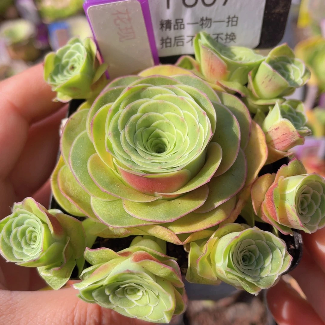 花现玫瑰一物一拍y607