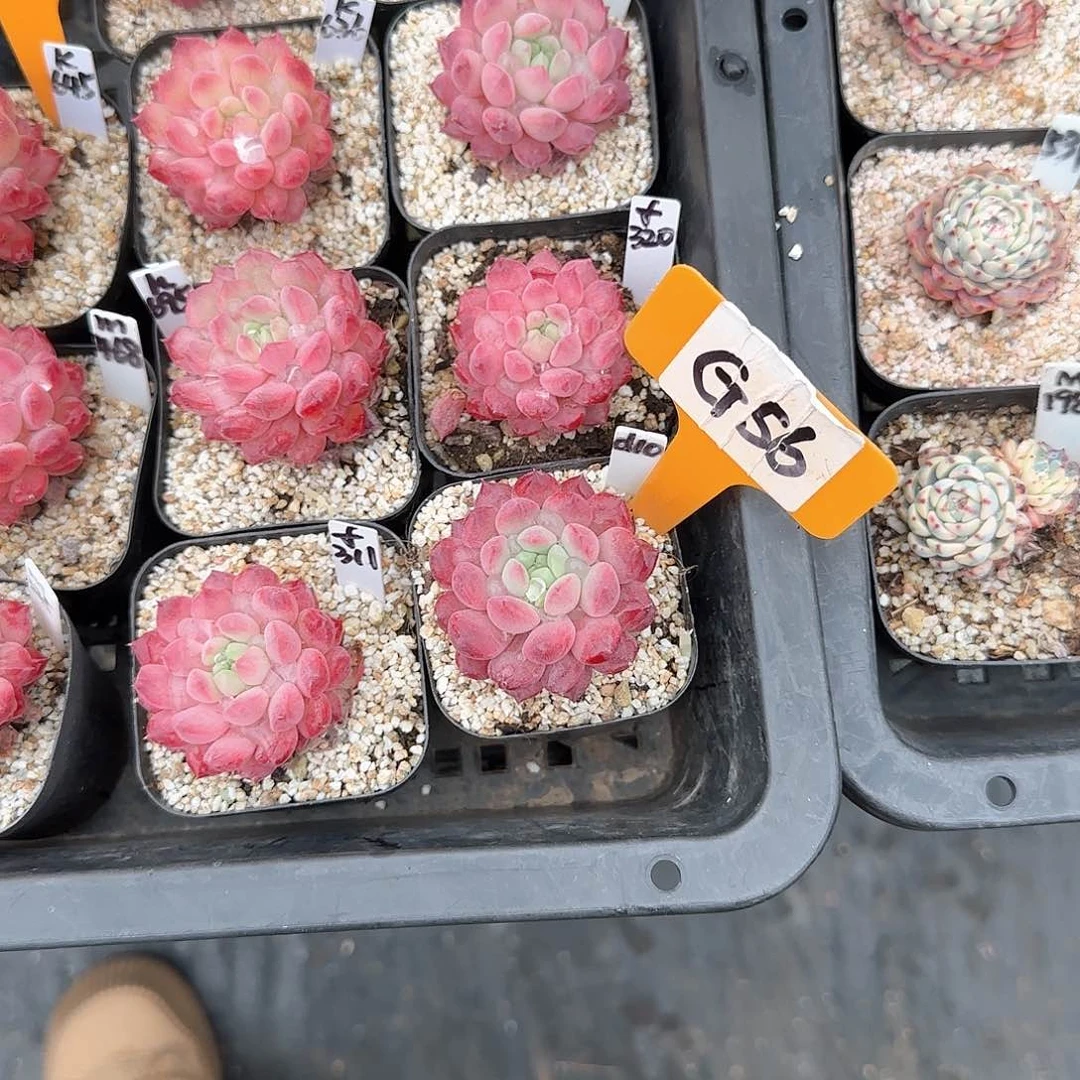 重****肉G56红色多肉