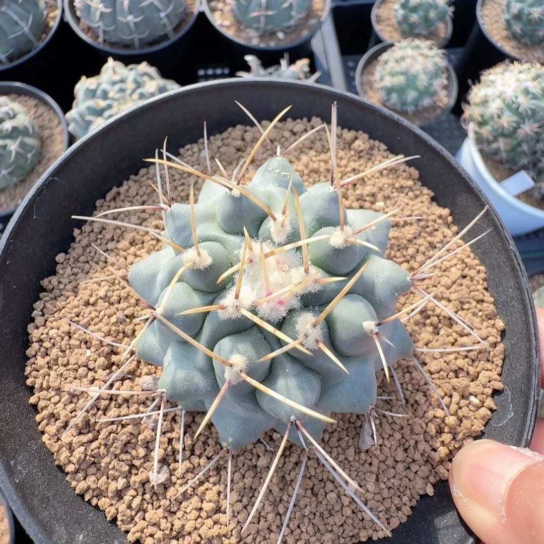 无花朵实生鹤巢丸尺寸6.2