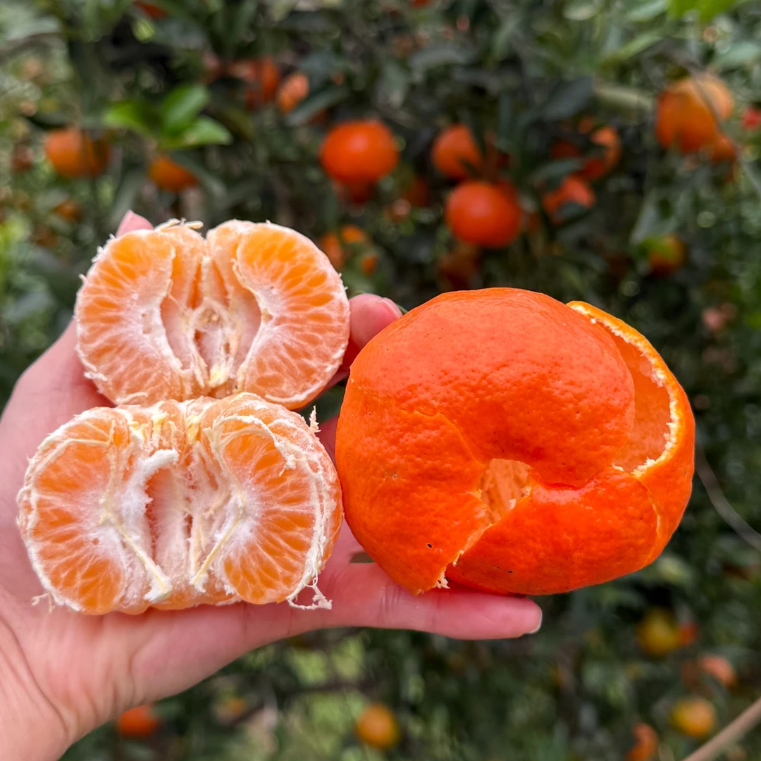 四川南充老树薄皮柑川红橘正宗古树大红袍红桔川陈皮原料孕妇水果