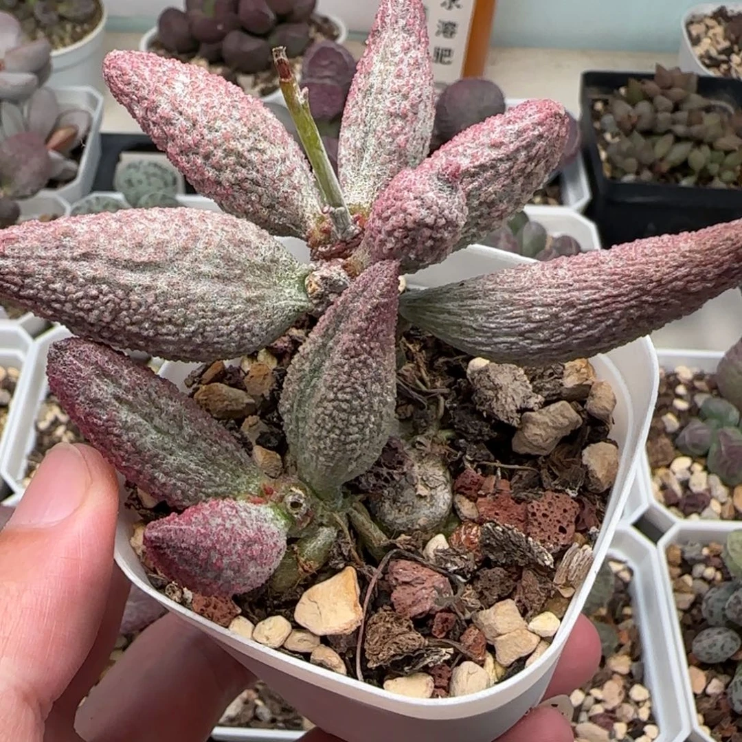 纯红哈默杂多肉植物