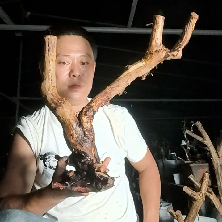 秋***月无花朵盆景素材拍品