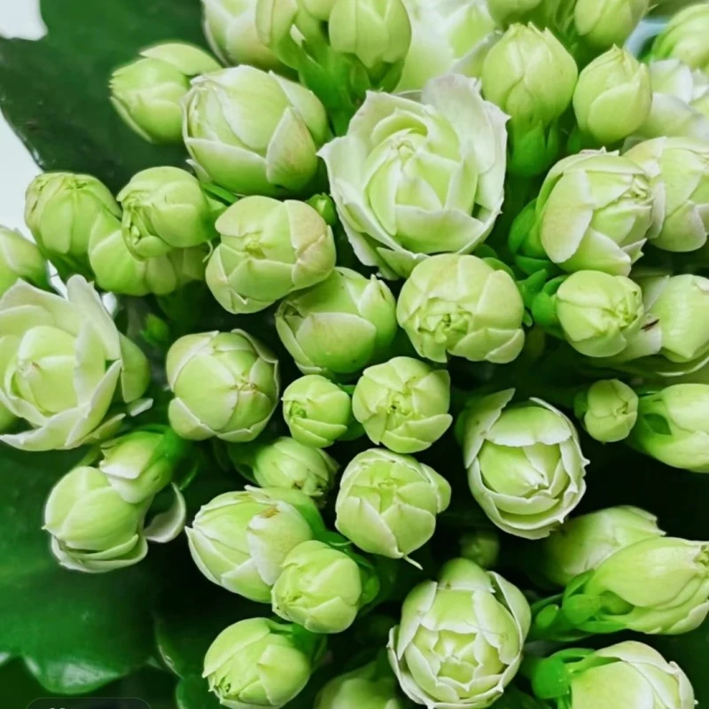 昊景 绿巴黎  重瓣大花大盆