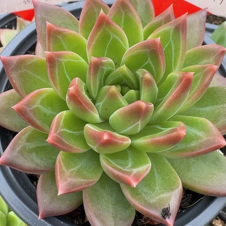 优选美人241多肉植物一物一拍