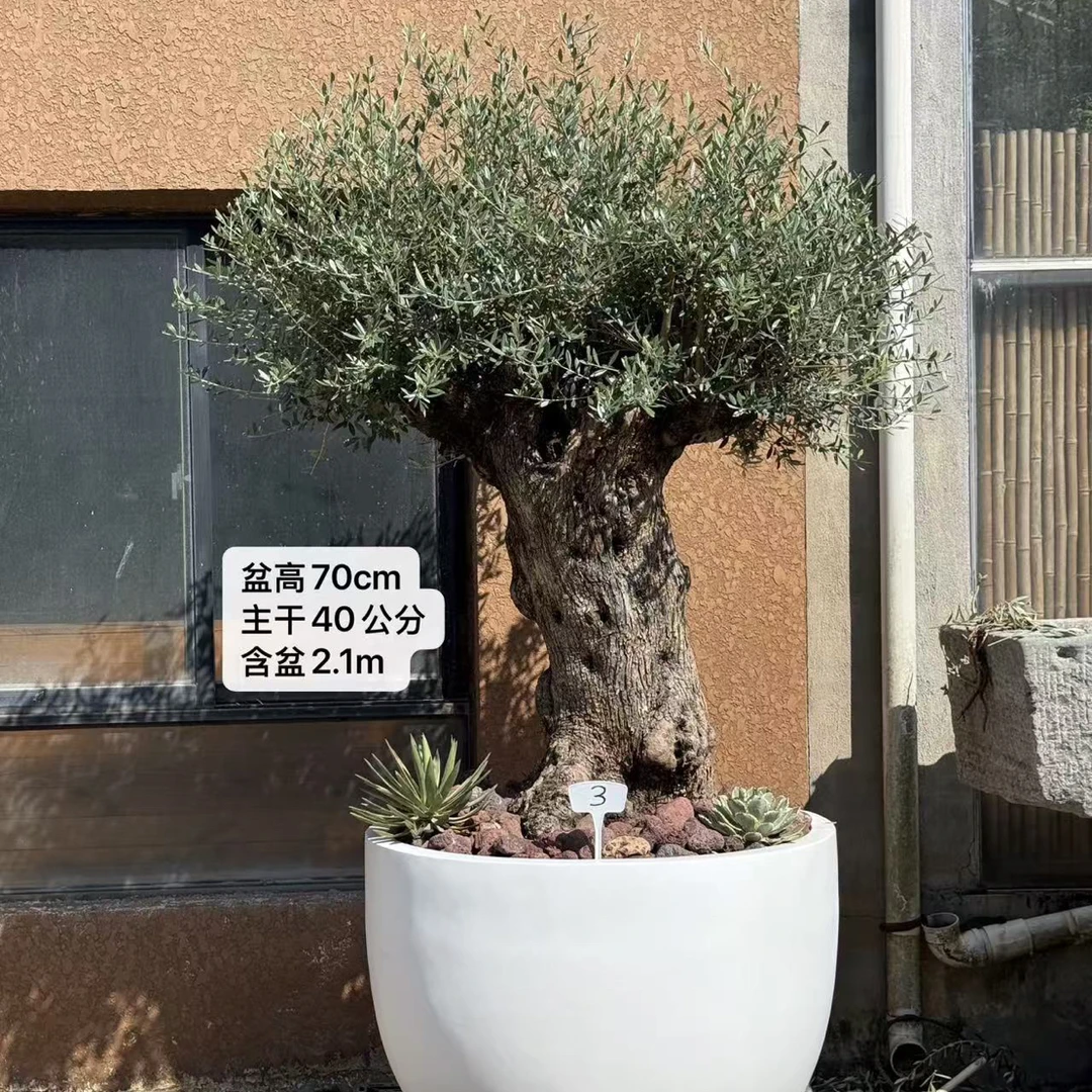 西班牙橄榄 连沙生盆组（主干40公分 整体高度2.1M 盆高70cm）