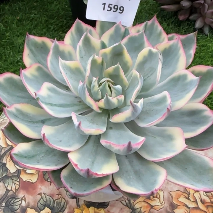 1599阿美星锦多肉植物的