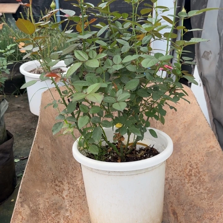 完全开放精品月季花颜色
