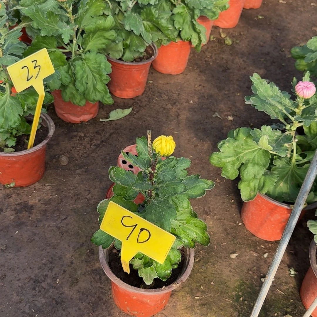 糯***糍大部分花苞少量开放90分黄