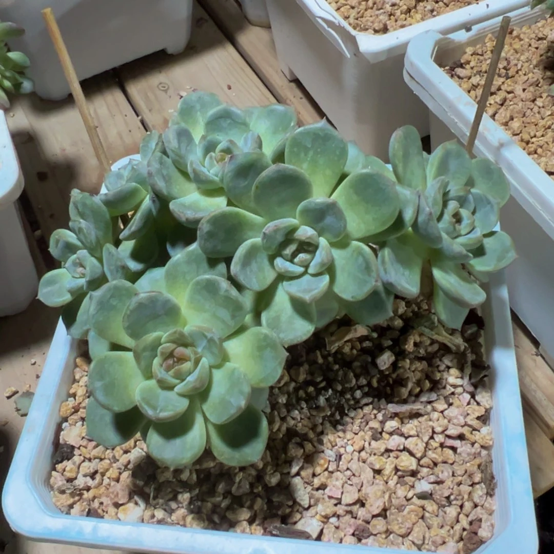 珍妮小树 天天开心