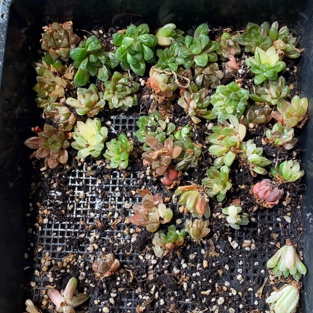 320 一颗优选实生苏皇玉露锦好锦 新年整点福利