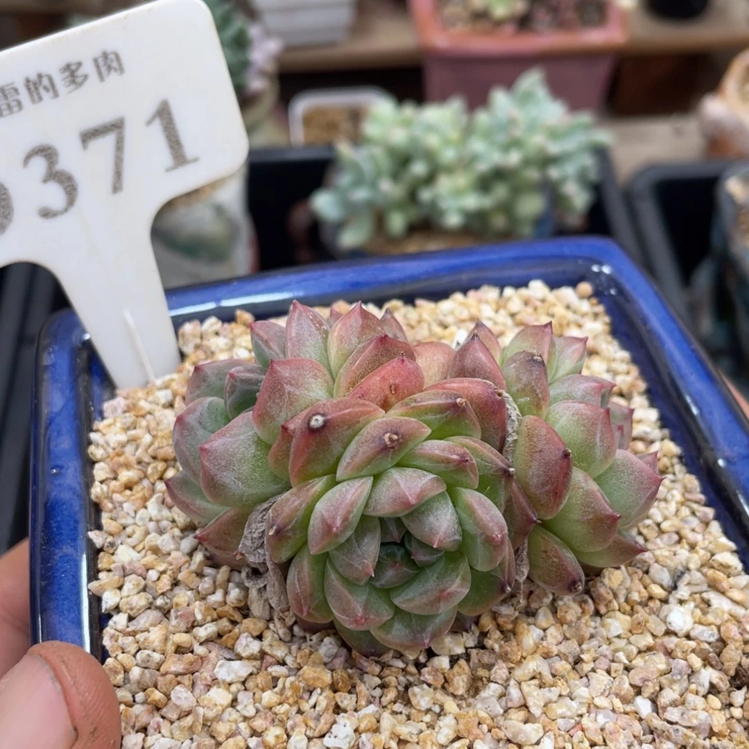 371春风不带盆7厘米