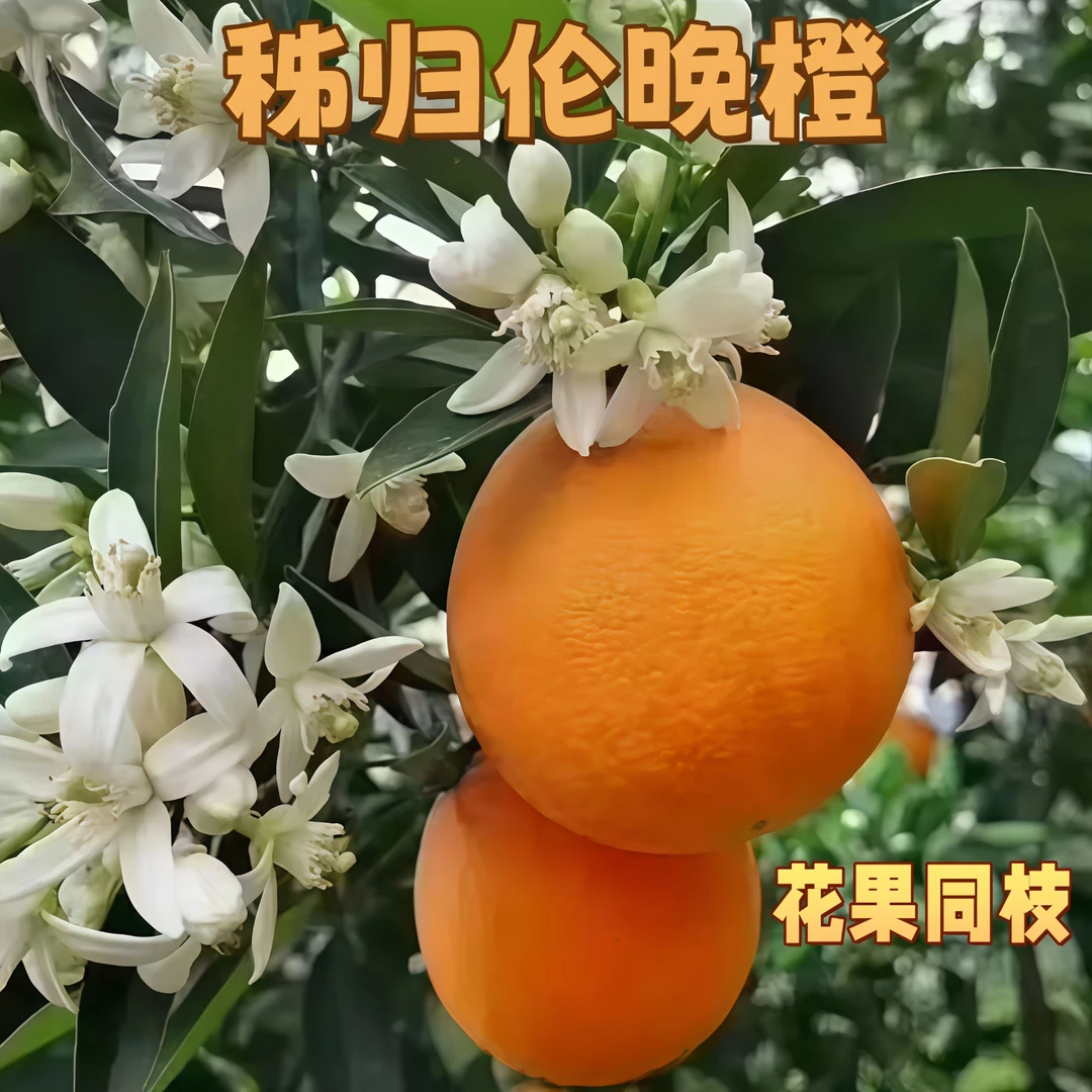 湖北秭归伦晚脐橙皮薄肉嫩多汁现摘现发橙香浓郁