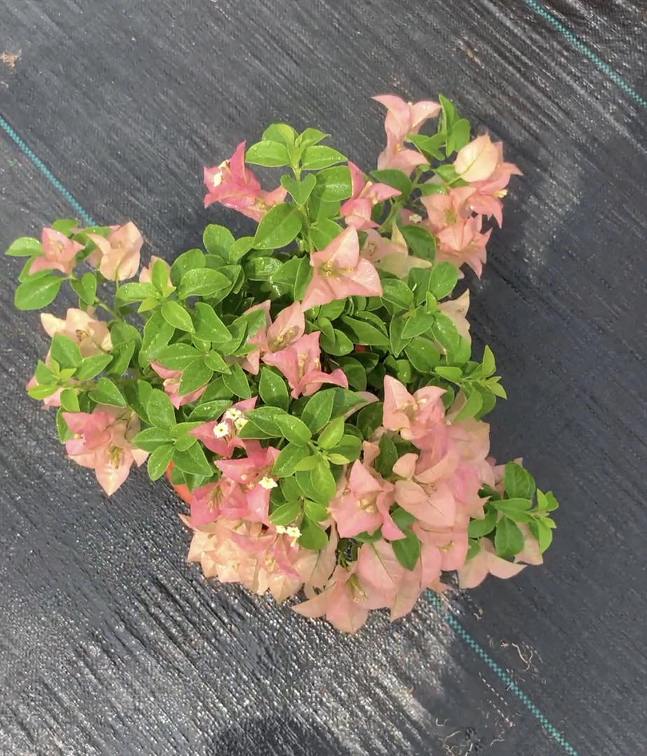 『卡亚塔』三角梅盆苗原生正版四季开花好养新手植物