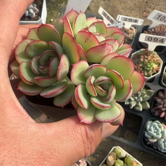 118牡丹亭多肉植物多