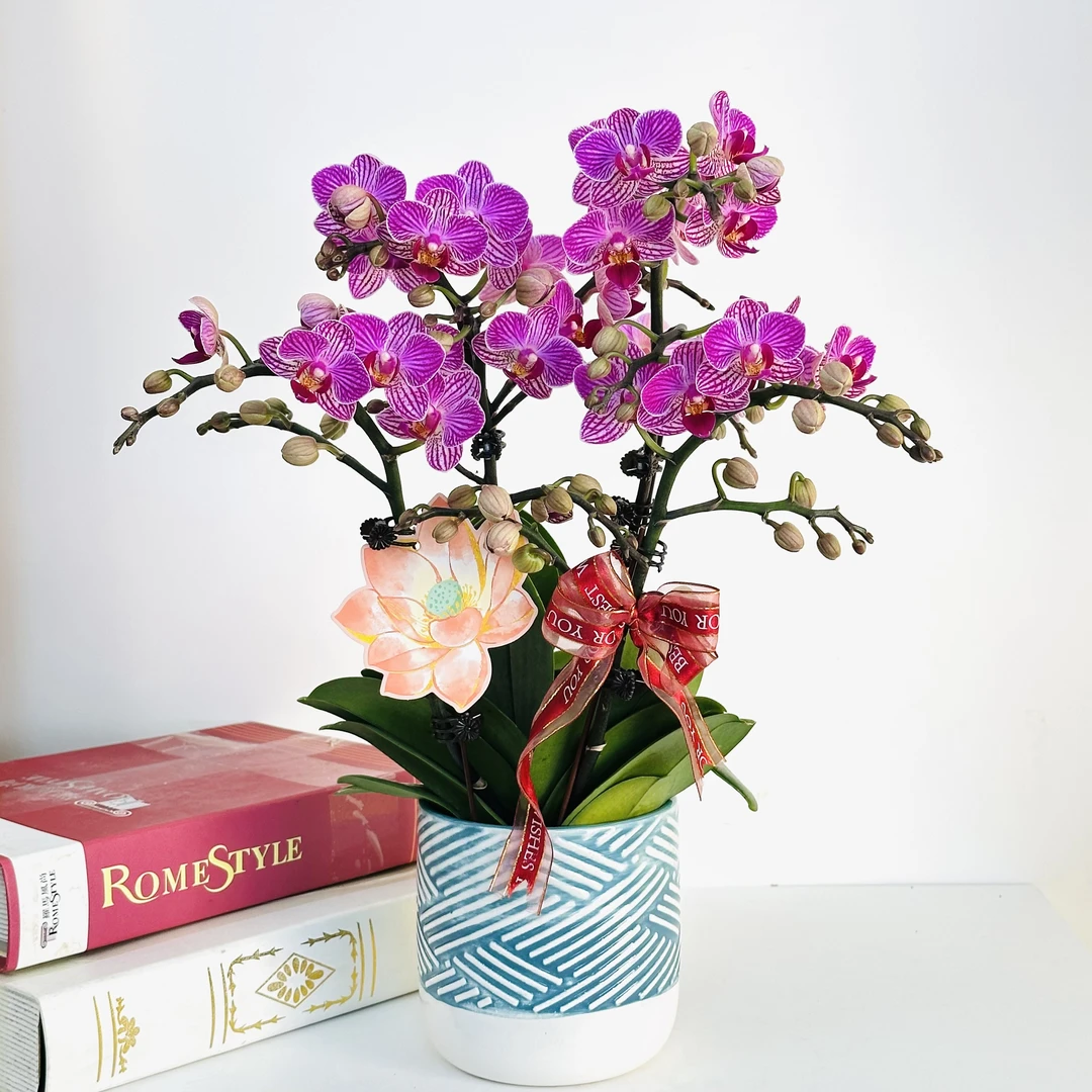 【小飞象】蝴蝶兰鲜花精致组盆 开花株 室内绿植 养兰基地直发