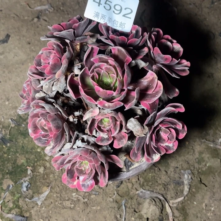 4592爱神的人多肉的