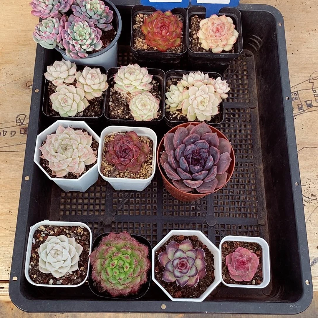 ?****～13颗3-9cm多肉不包整群