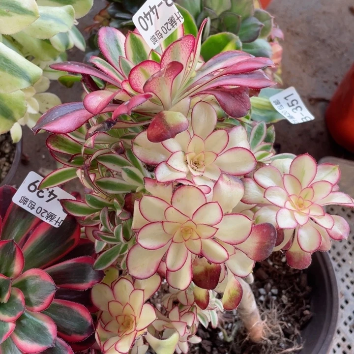 440冰淇淋有砍1234578多肉