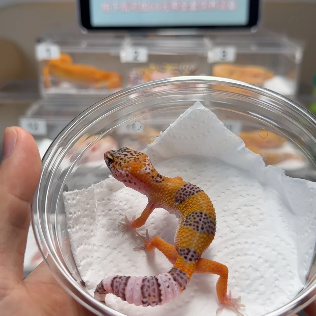 豹纹守宫橘子母温