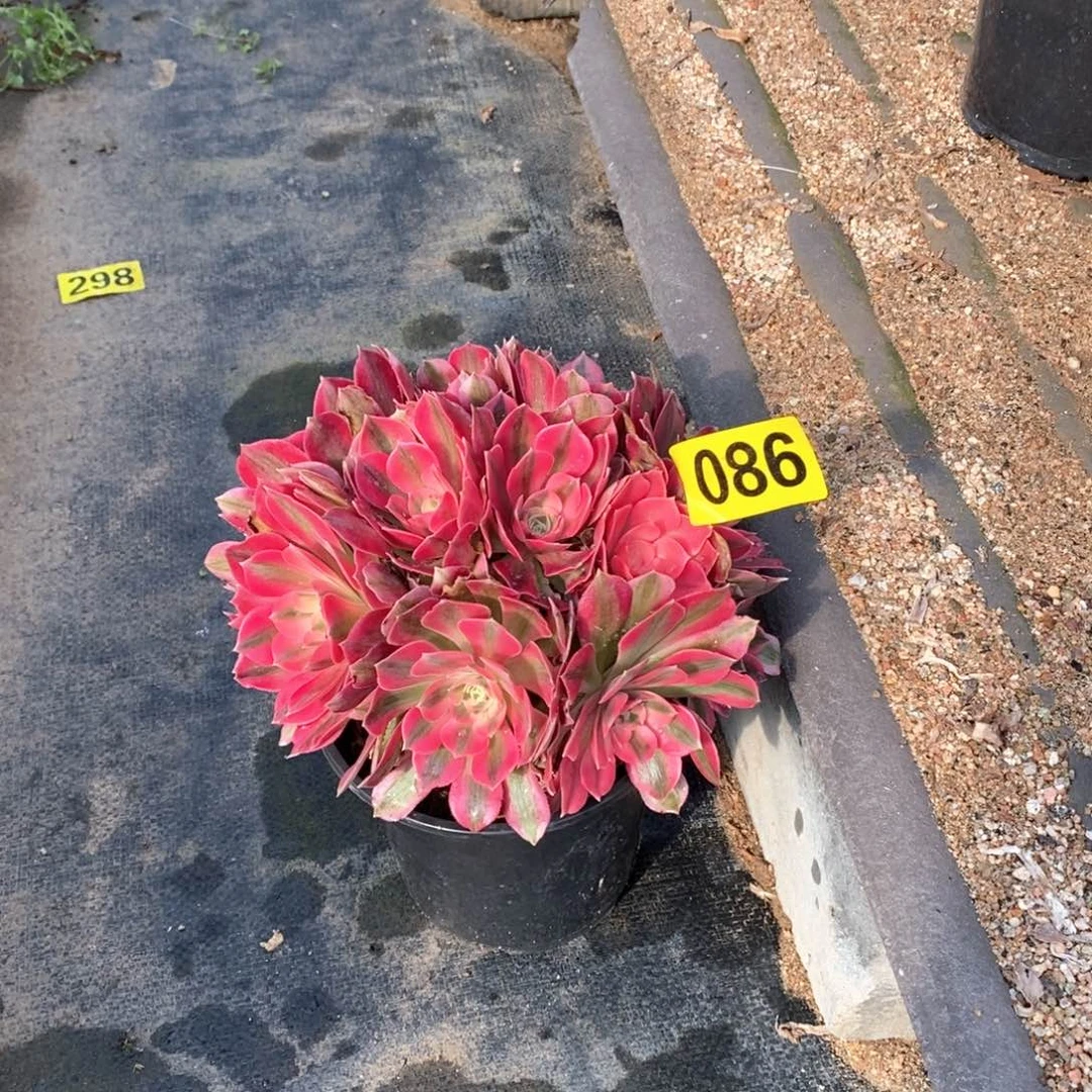 粉女巫从林多肉法师086