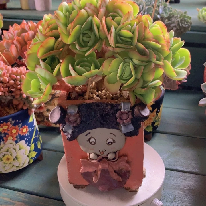 碧桃朵朵无砍自然群