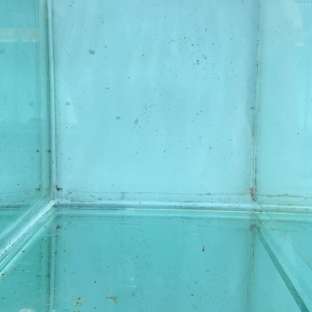 慈鲷超级红鸡423。